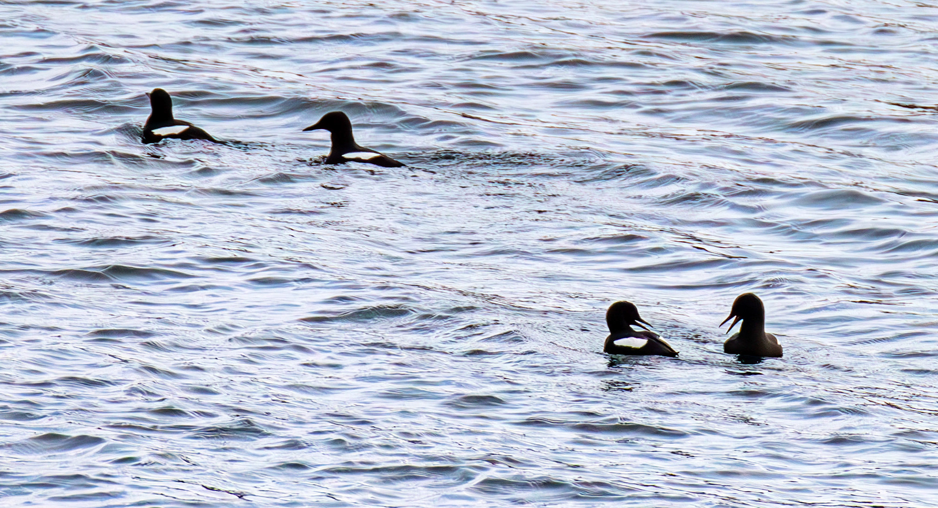 Black Guillemots on East Loch Tarbert 05 March 2025