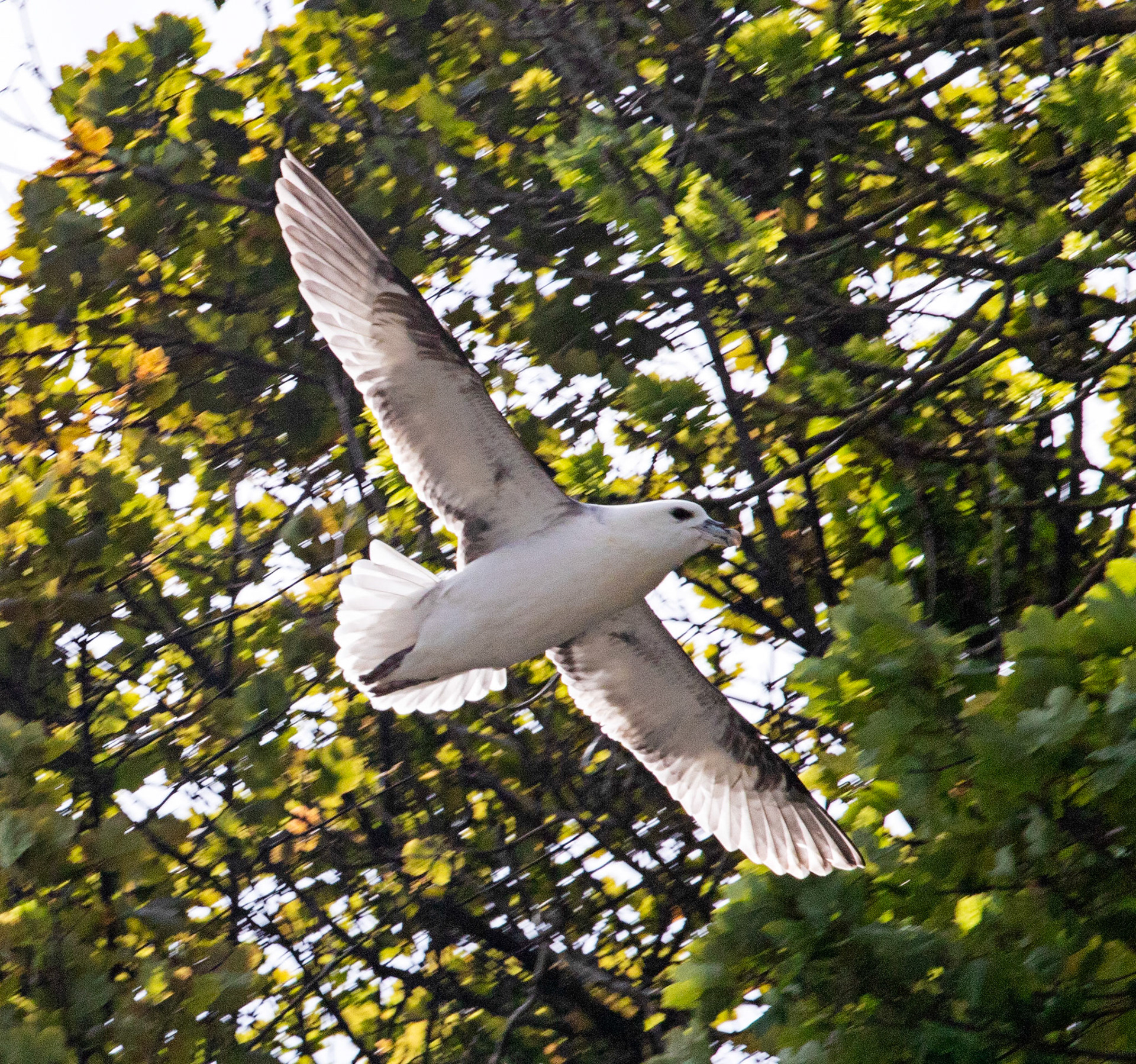 Fulmar at Dysart 25 May 2024