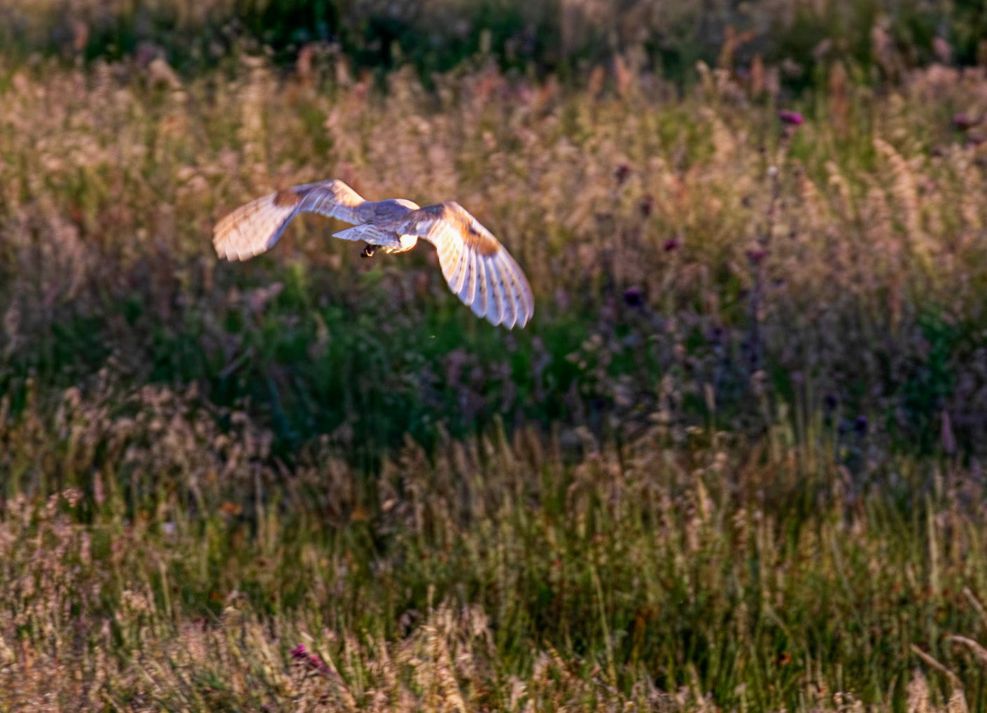 Barn Owl at Harperrig 02 July 2026