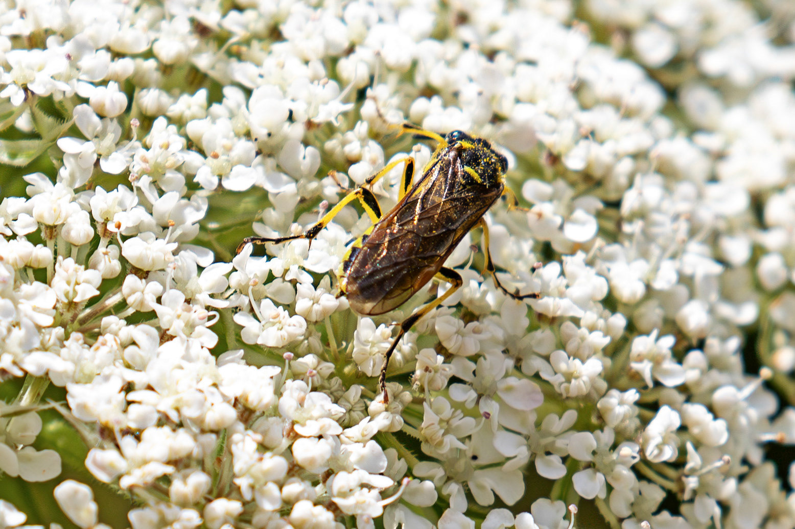 Common Clover-sawfly (Tenthredo arcuata) - King's College, Cambridge 13 June 2026