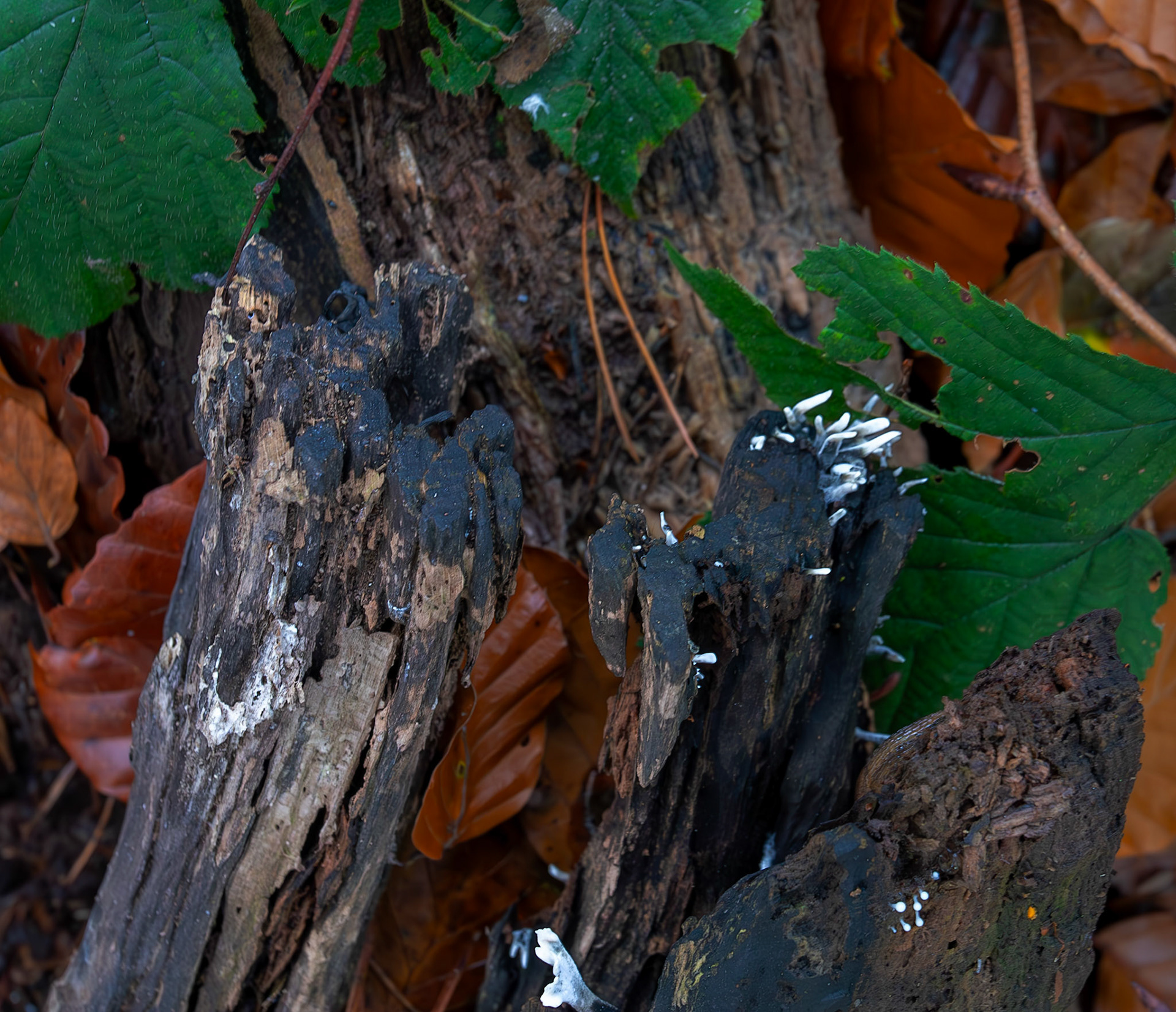 candlesnuff fungus (Xylaria hypoxylon) Deans Woods - 07 November 2025