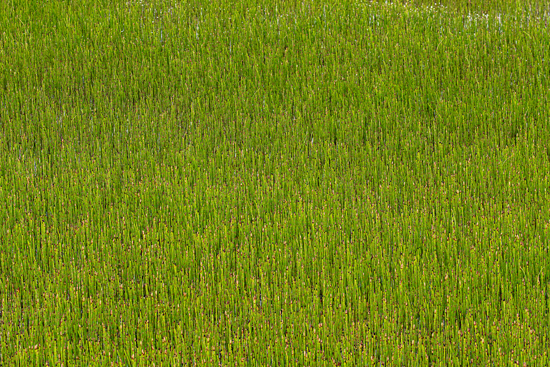 Harperrig 31 May 2025