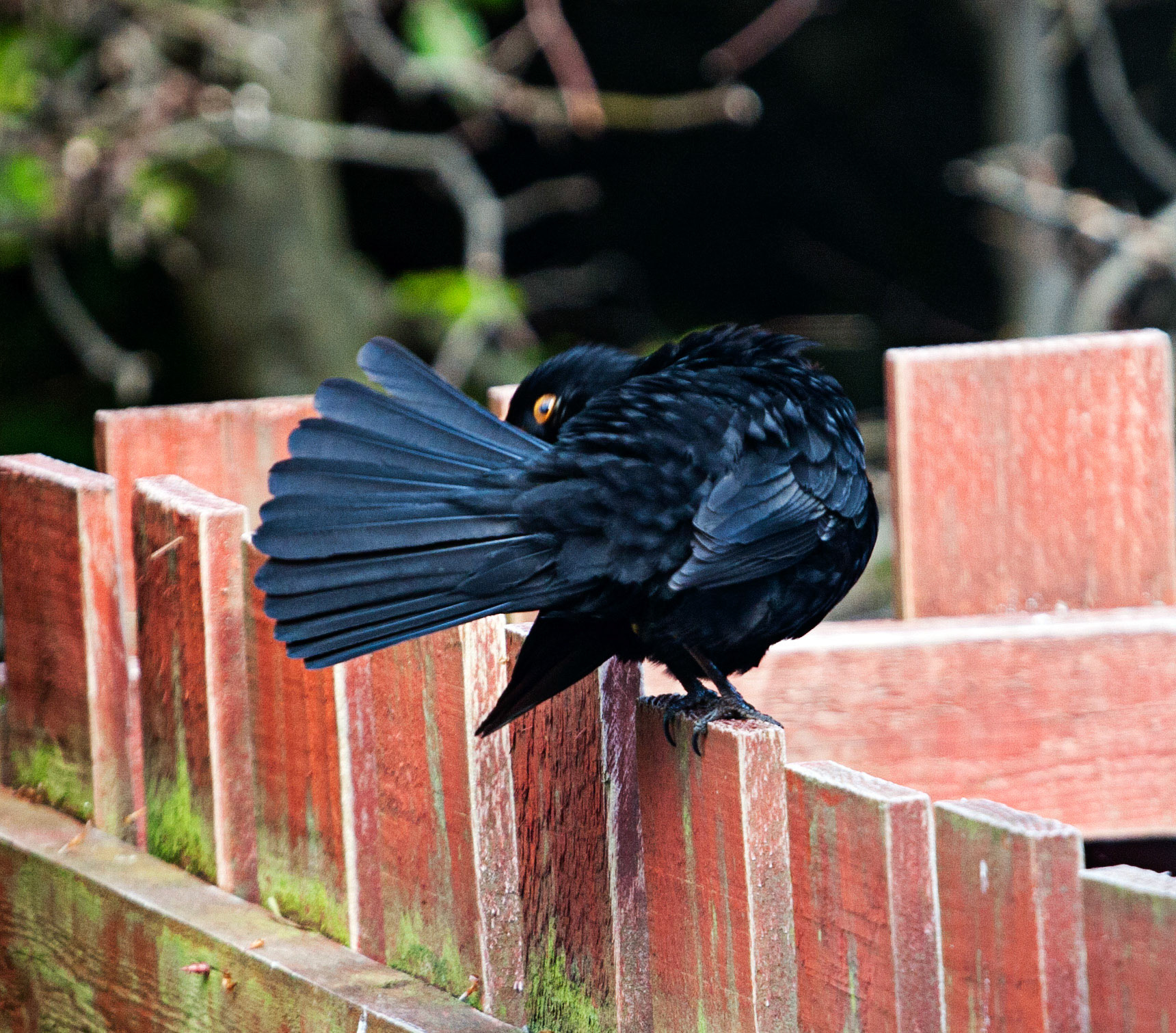 Blackbird preening in Deans, Livingston, having been sunning itself. 25 May 2016.Please see my other bird Photographs at:http://www.jamespdeans.co.uk/p335071268
