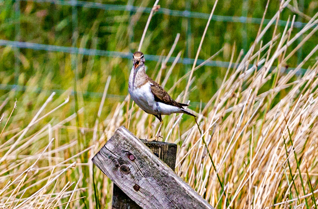 Harperrig Reservoir 15 June 2021 Please see my other photos at JamesPDeans.co.uk
