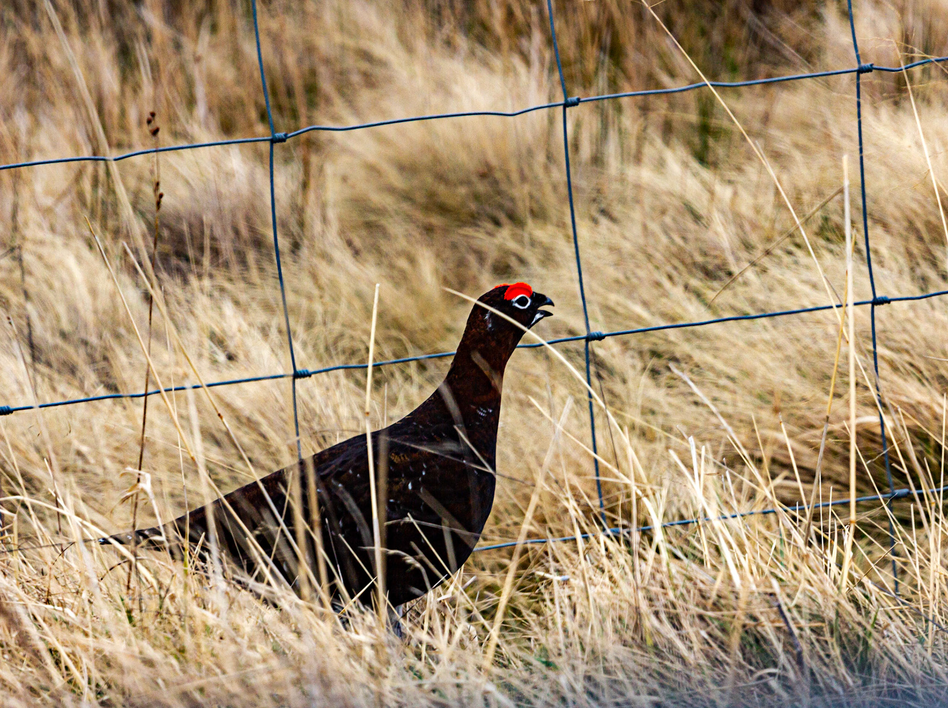 Red Grouse near Corgarff 09 March 2020 Please see my other photos at JamesPDeans.co.uk