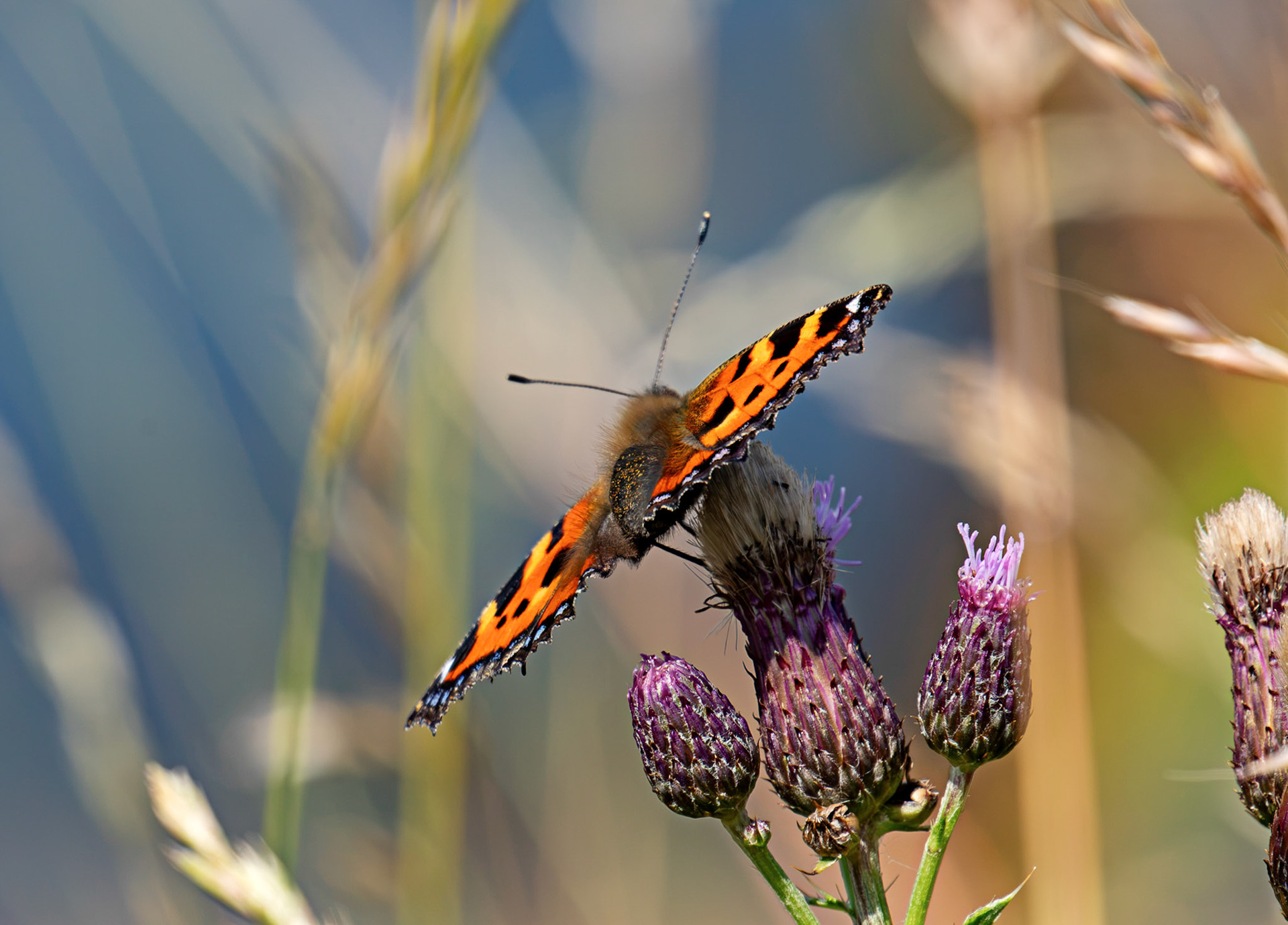 Small Tortoiseshell (Aglais urticae) - Bo'ness 12 July 2026