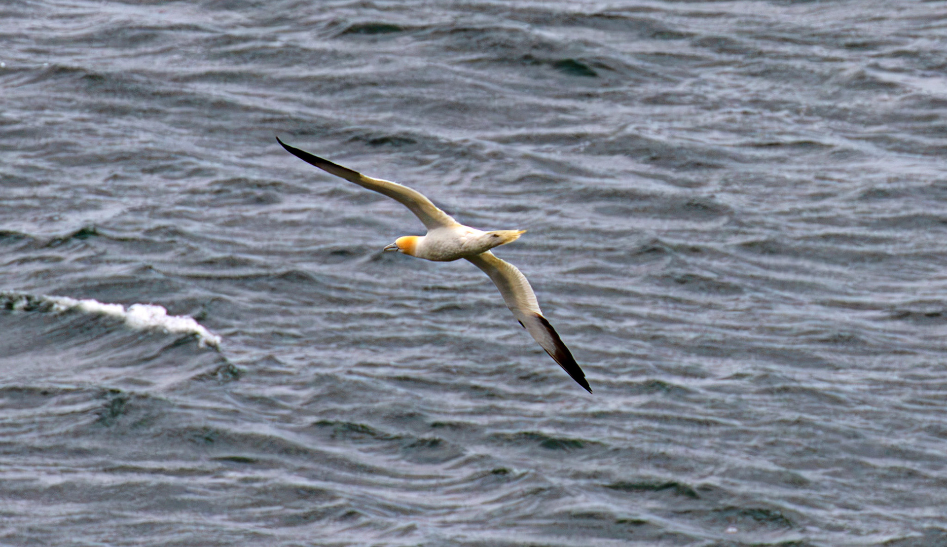 Northern Gannet - Tantallon Castle 04 July 2026