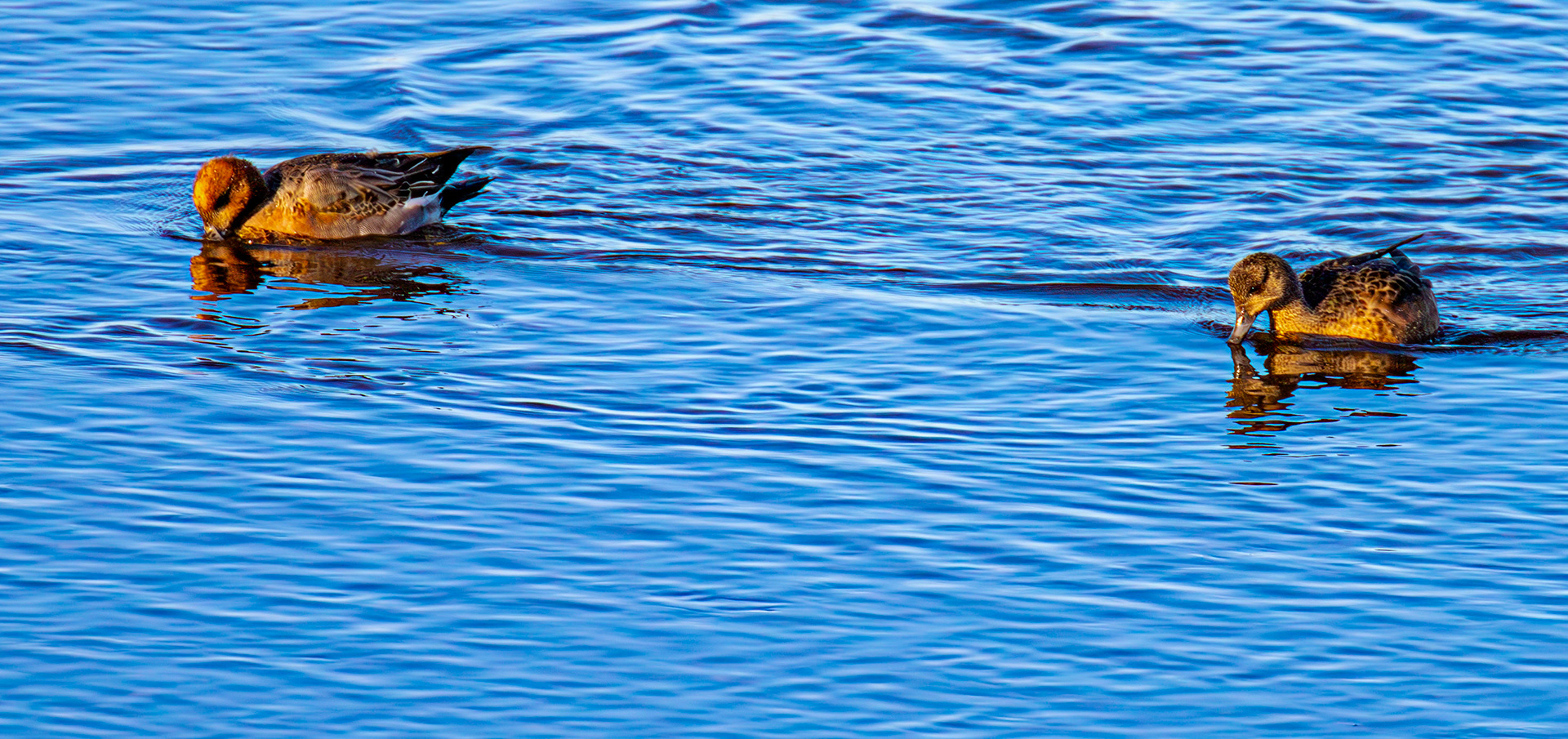 Wigeon, River Esk Musselburgh 18 November 2024