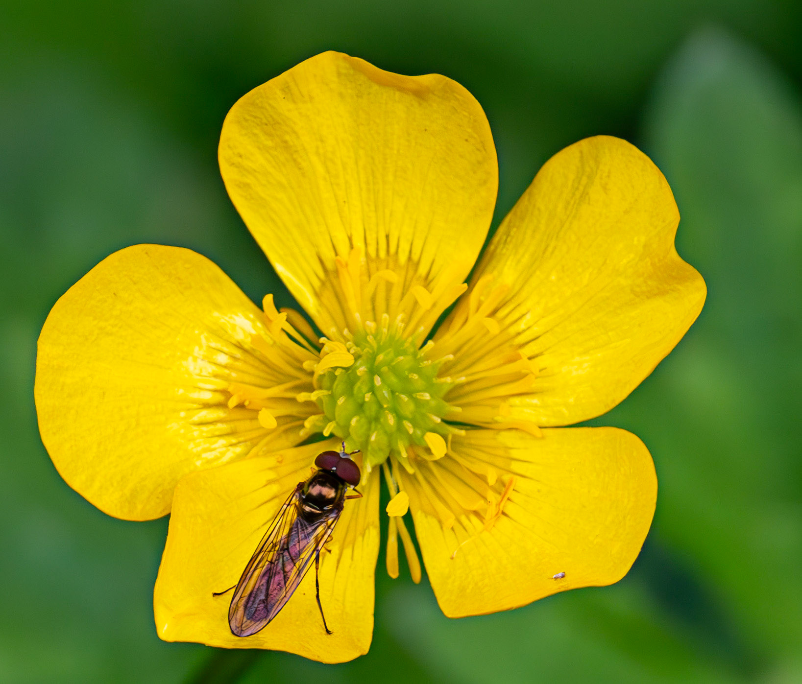 Chequered Hoverfly - Melanostoma scalare  - Gogar Bridge - Leyburn Road 02 June 2025