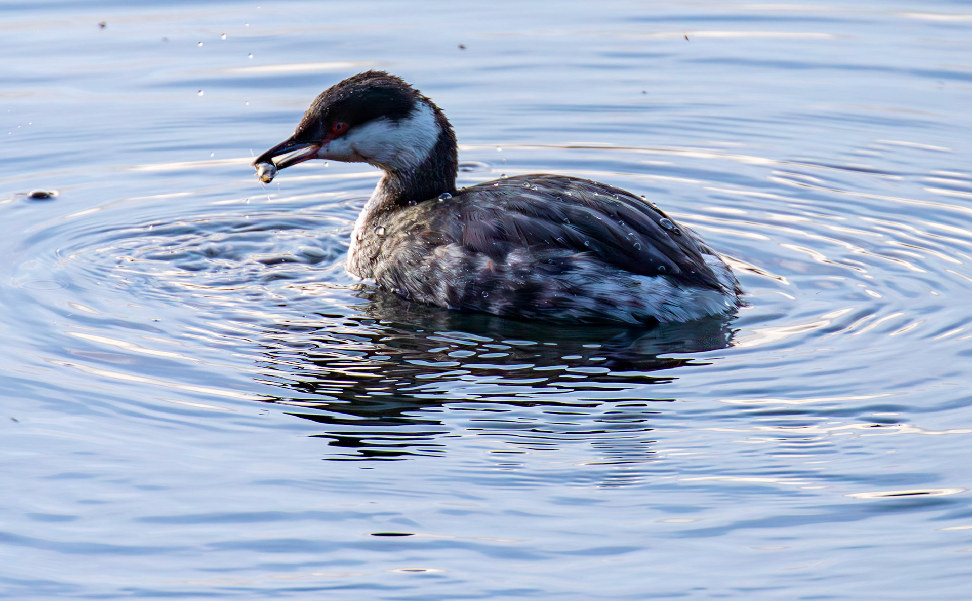 Slavonian Grebe at Linlithgow Loch 18 March 2026
