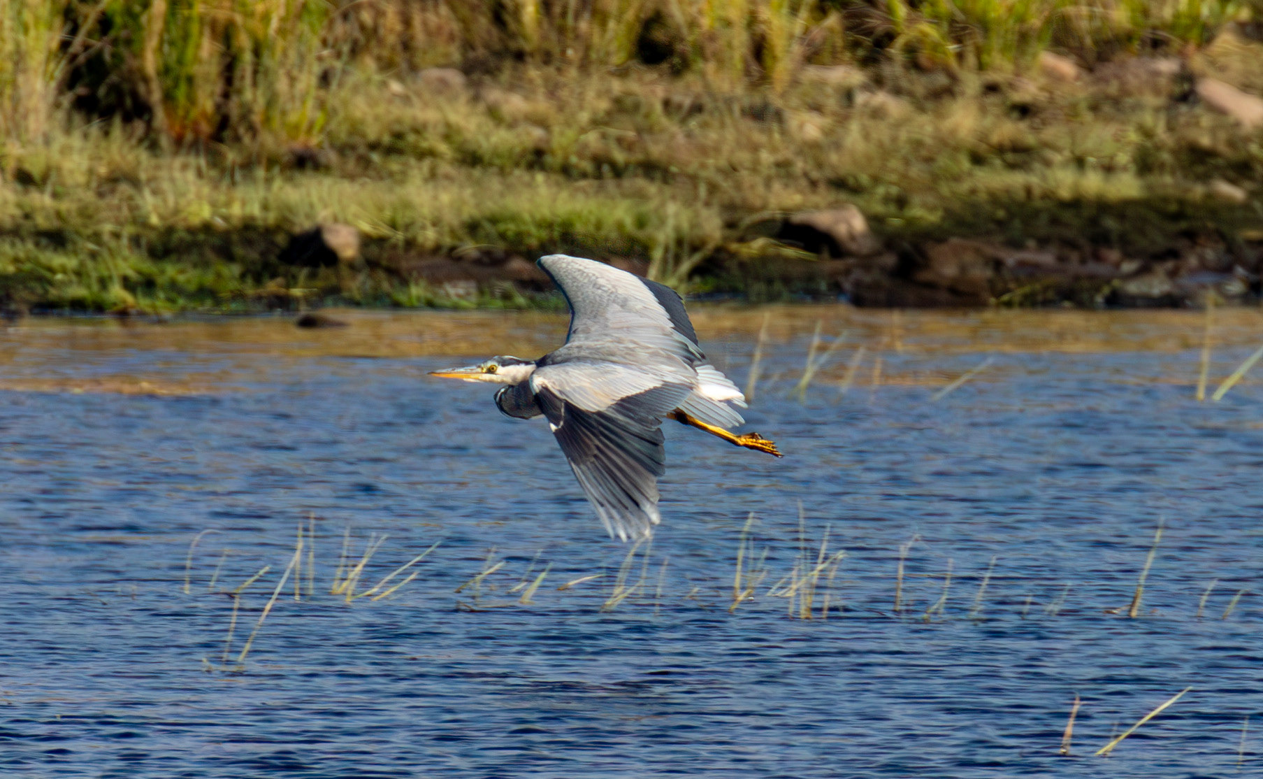 Grey Heron - Harperrig Reservoir 17 September 2024