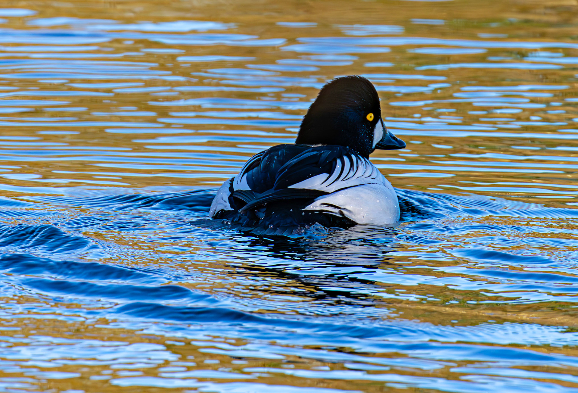 Goldeneye on Birnie &amp; Gaddon Lochs 08 January 2025
