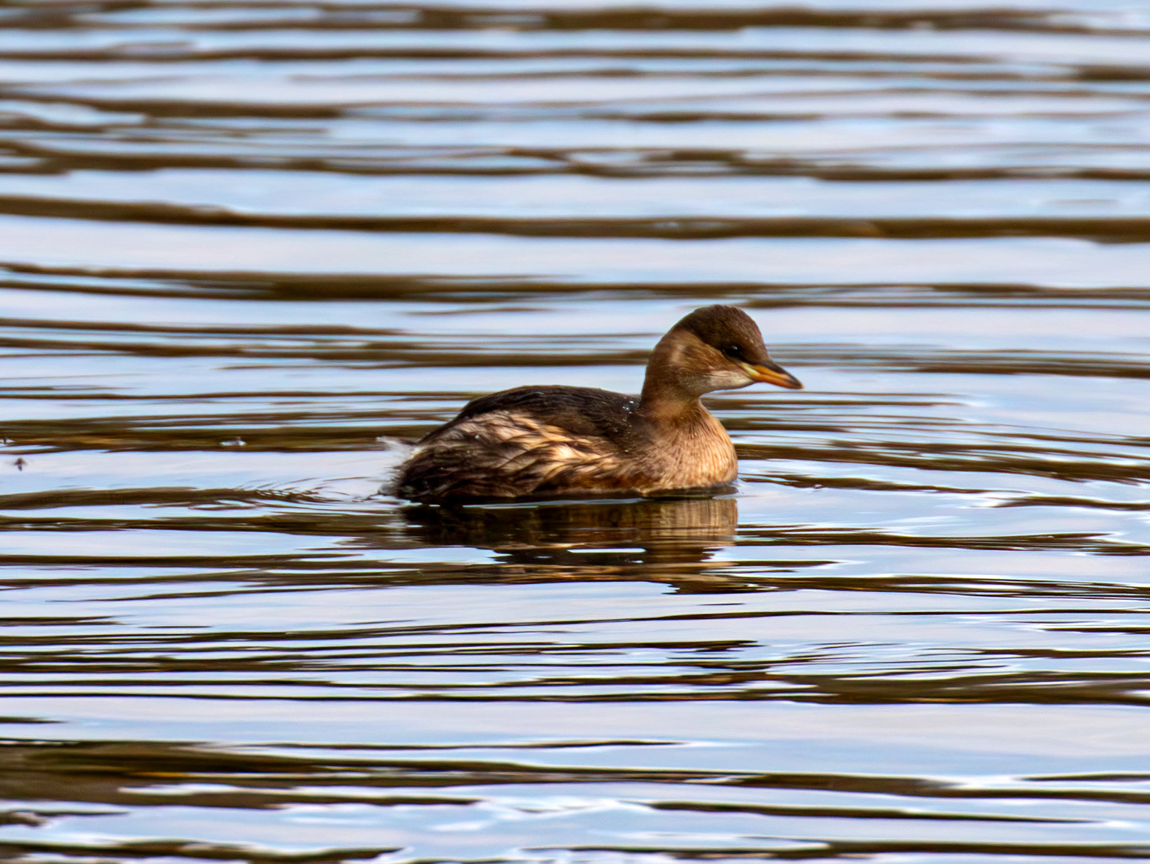 Little Grebe. Linlithgow Loch 02 December 2024