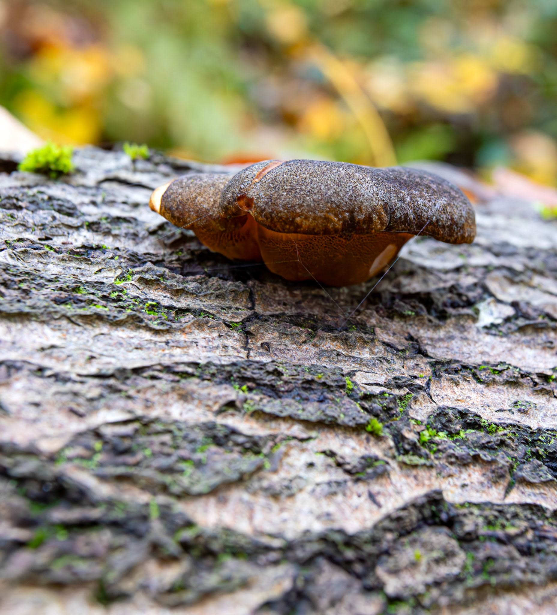 Olive Oysterling (Sarcomyxa serotina) Deans Woods - 07 November 2025