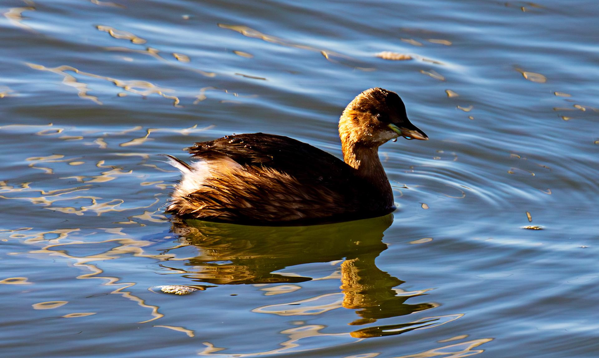 Little Grebe at Titchfield Haven 02 January 2025