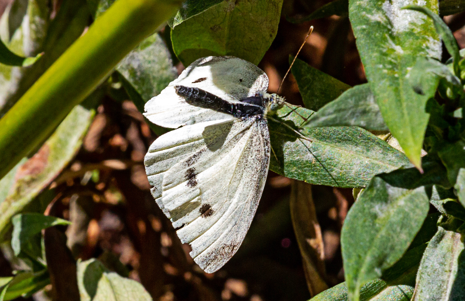 Mottistone IOW 16 July 2022