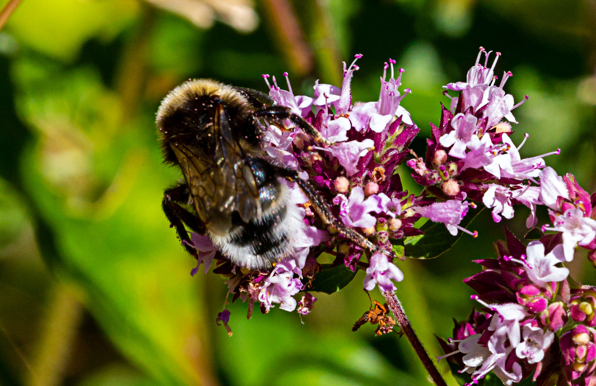 Mottistone IOW 16 July 2022