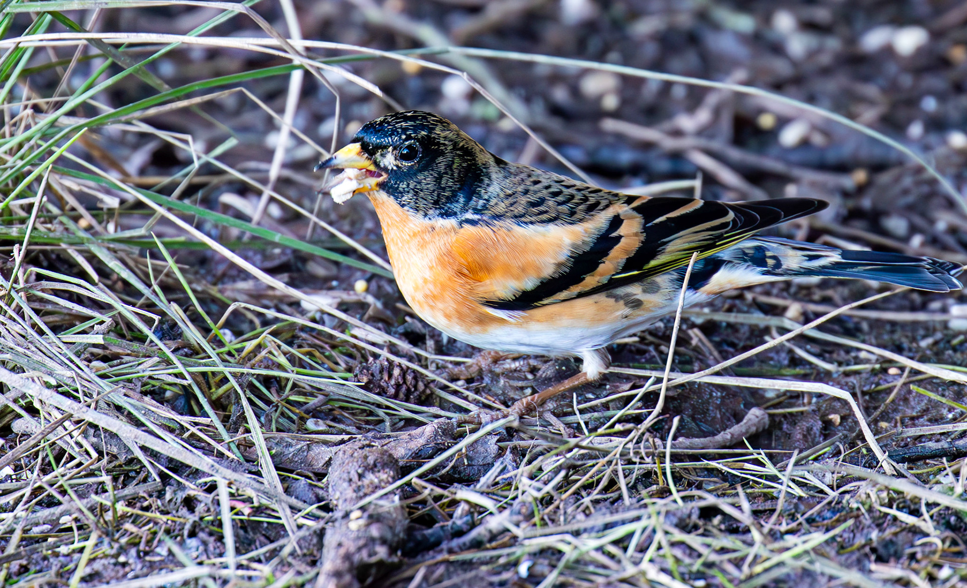 Brambling at Bavelaw 30 January 2025