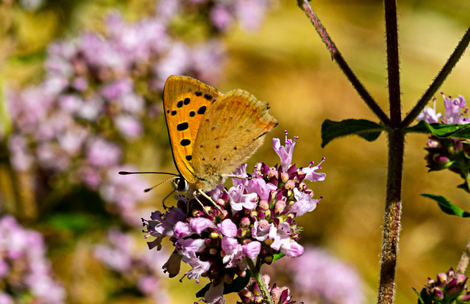 Mottistone IOW 16 July 2022