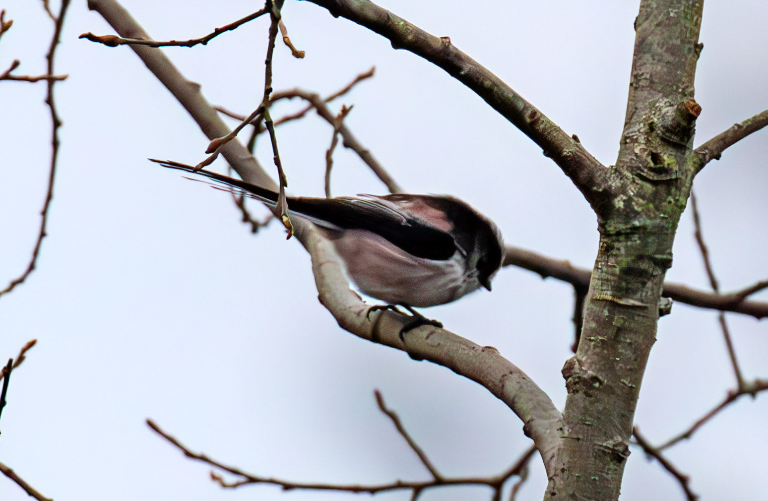 Long Tailed Tit at Selm Muir 03 December 2024
