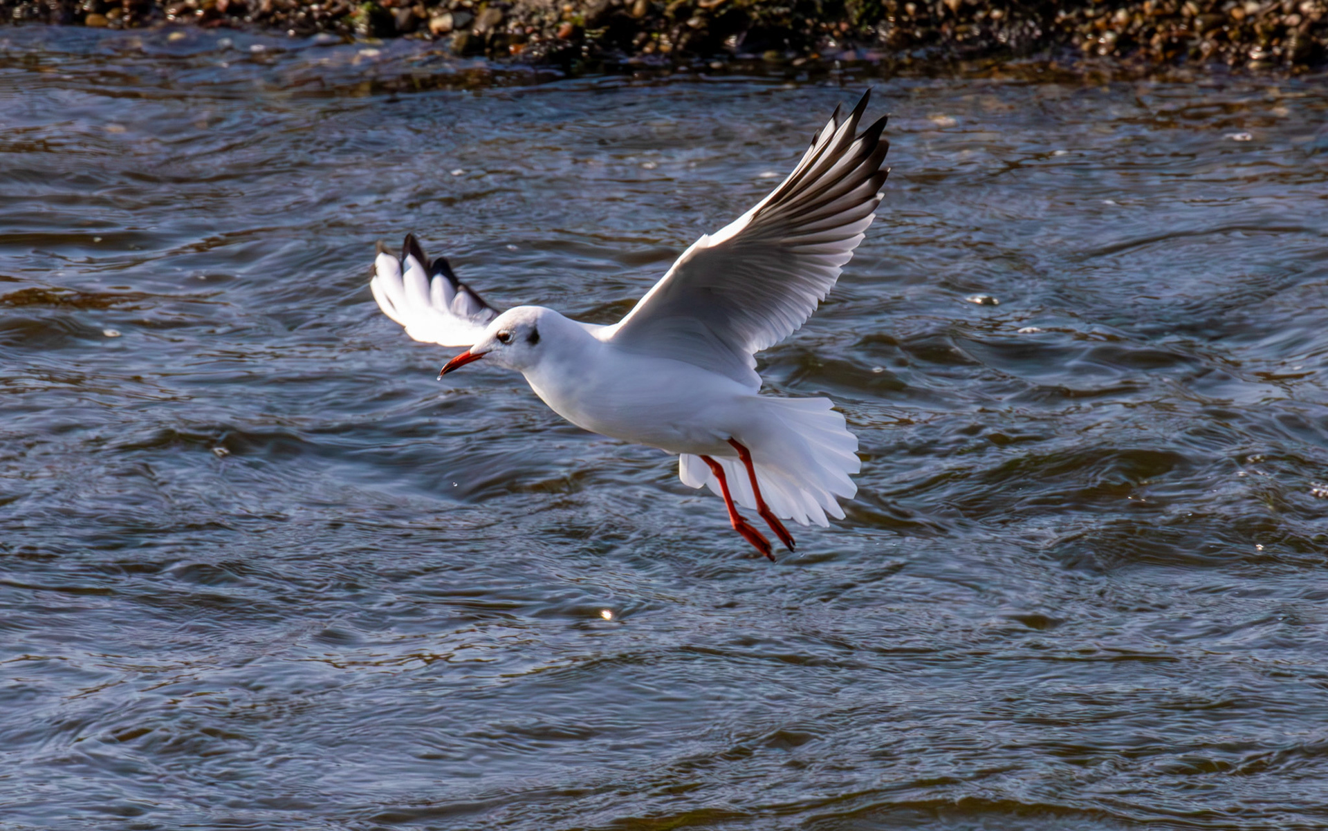 Black-headed Gulls - Leven 06 Sept 2024
