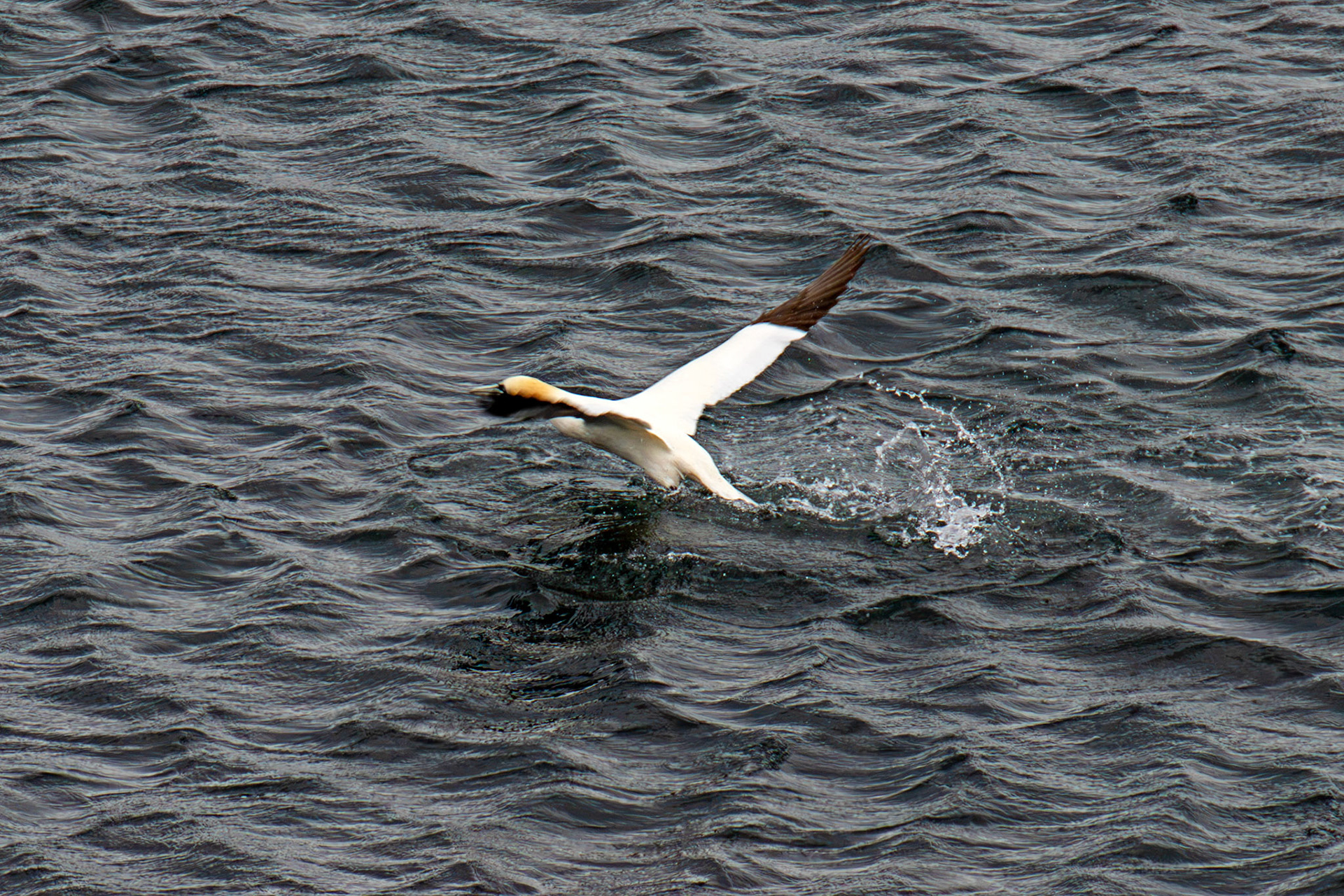Northern Gannet getting airborne after dive - Tantallon Castle 04 July 2026