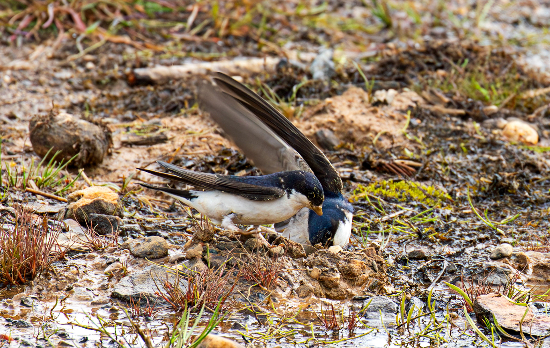 Harperrig 31 May 2025