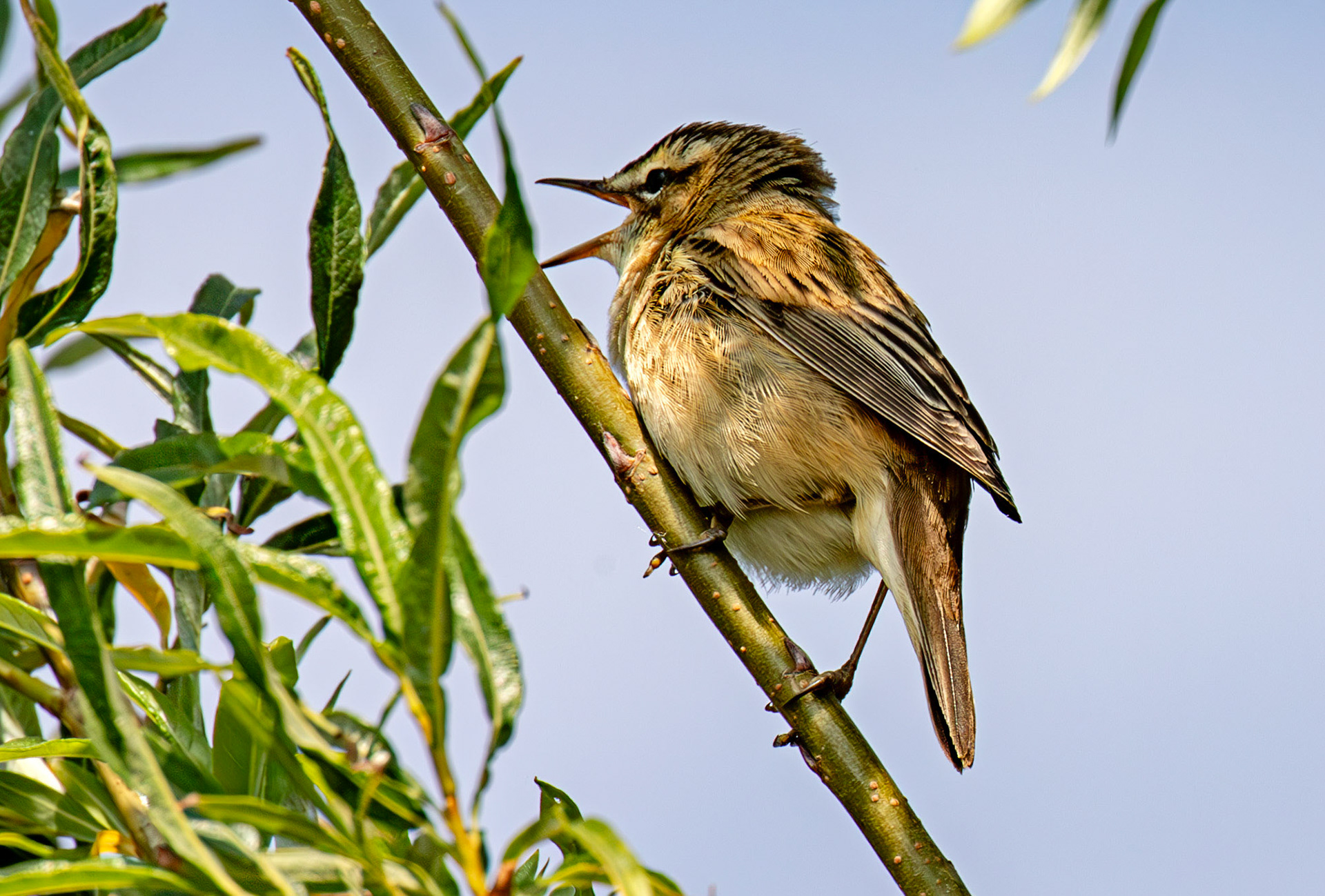 Sedge Warbler - Black Devon Wetlands RSPB 12 May 2025
