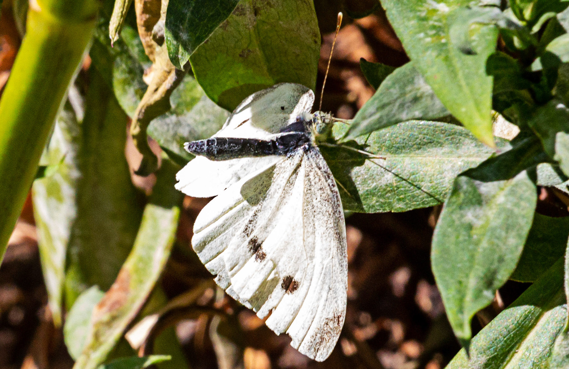 Mottistone IOW 16 July 2022