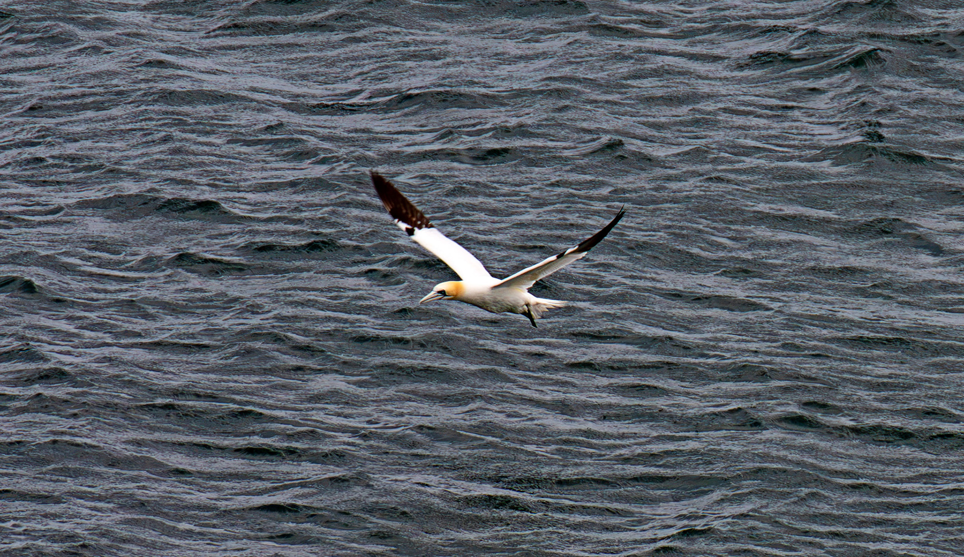 Northern Gannet - Tantallon Castle 04 July 2026
