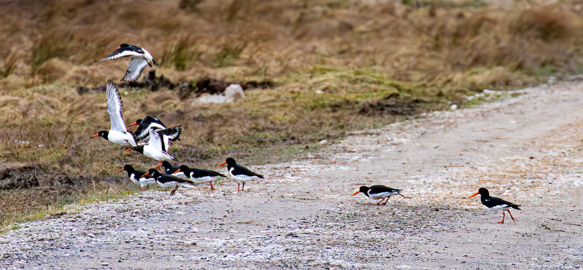 Oystercatchers: The Island of Islay 04 March 2025