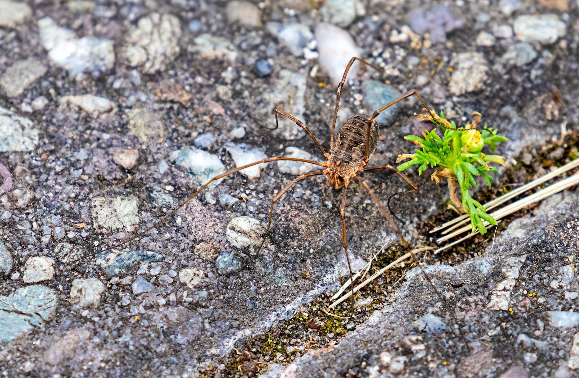 Common Harvestman (Phalangium opilio) Bo'ness 15 August 2025
