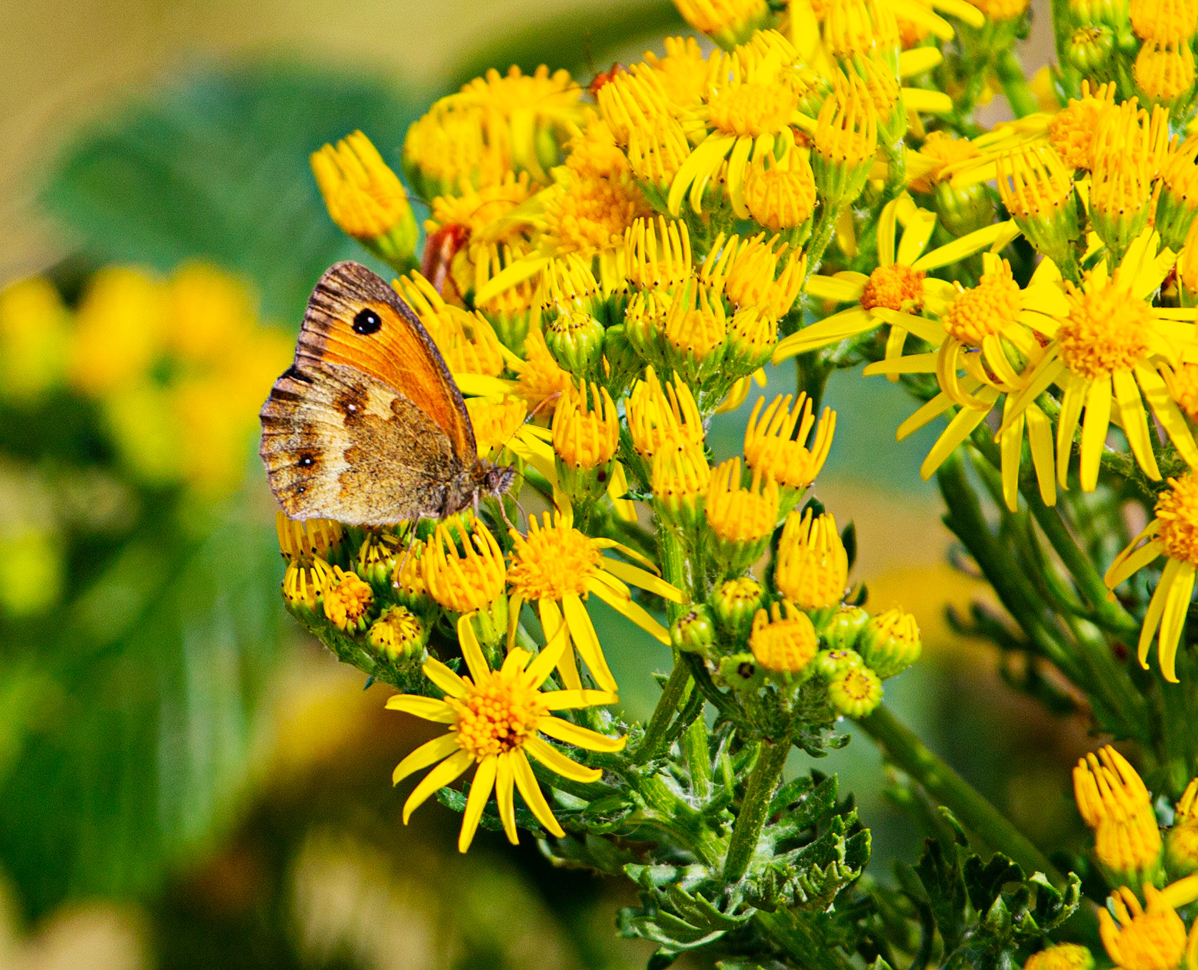 Ventnor Downs 13 July 2022