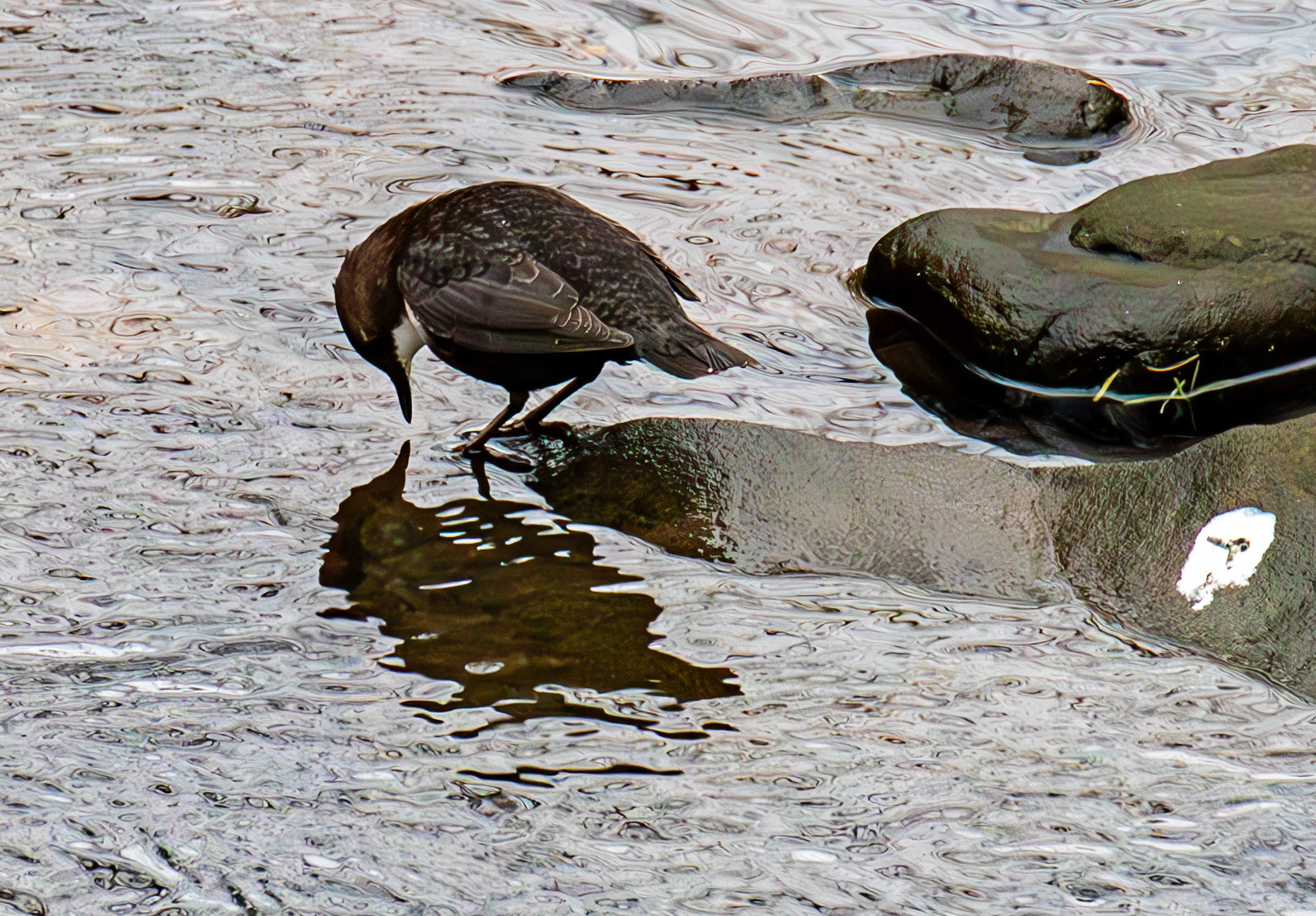 Dipper at Currie Bridge 02 March 2025