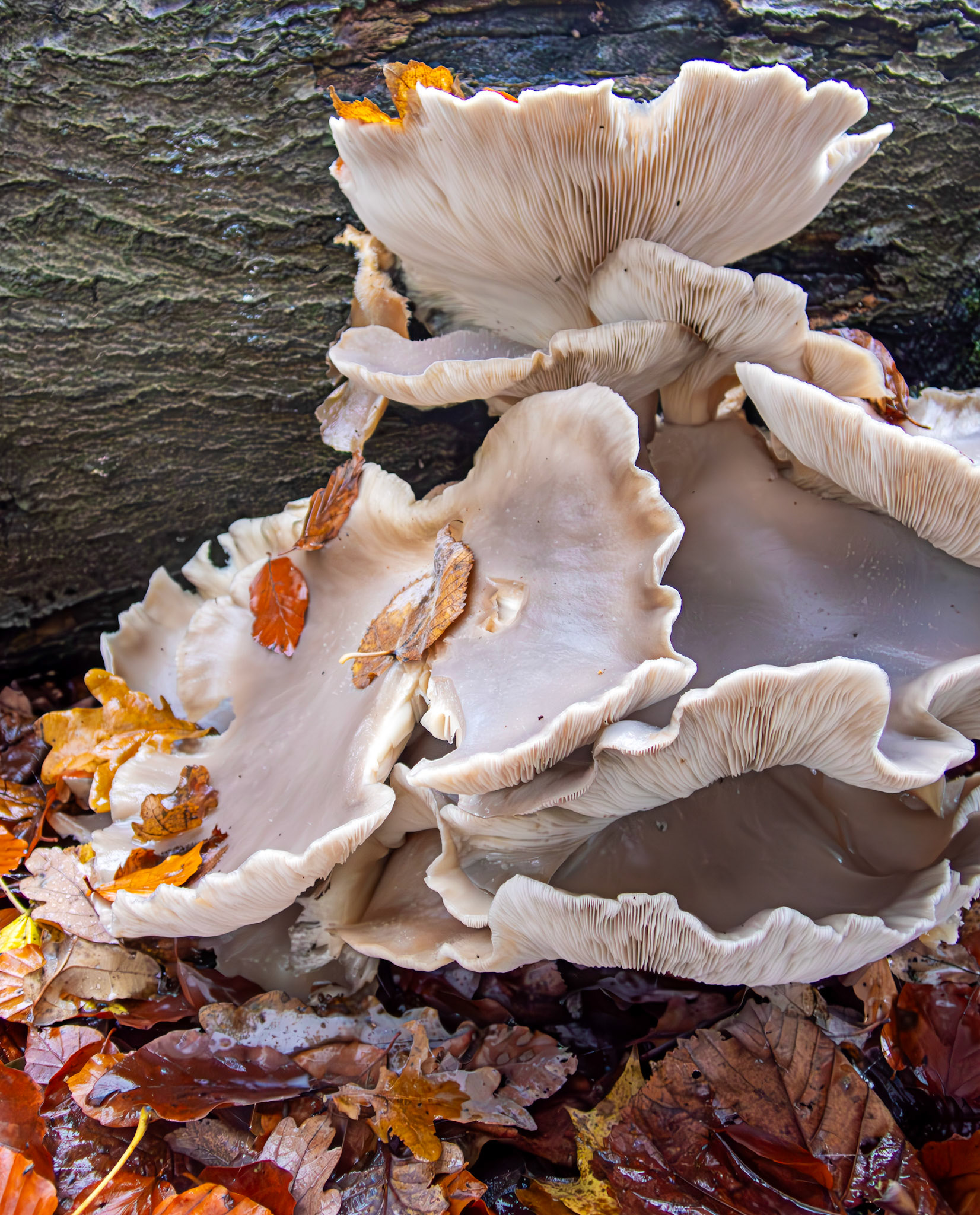 oyster mushrooms (Pleurotus ostreatus) Deans Woods 08 November 2025