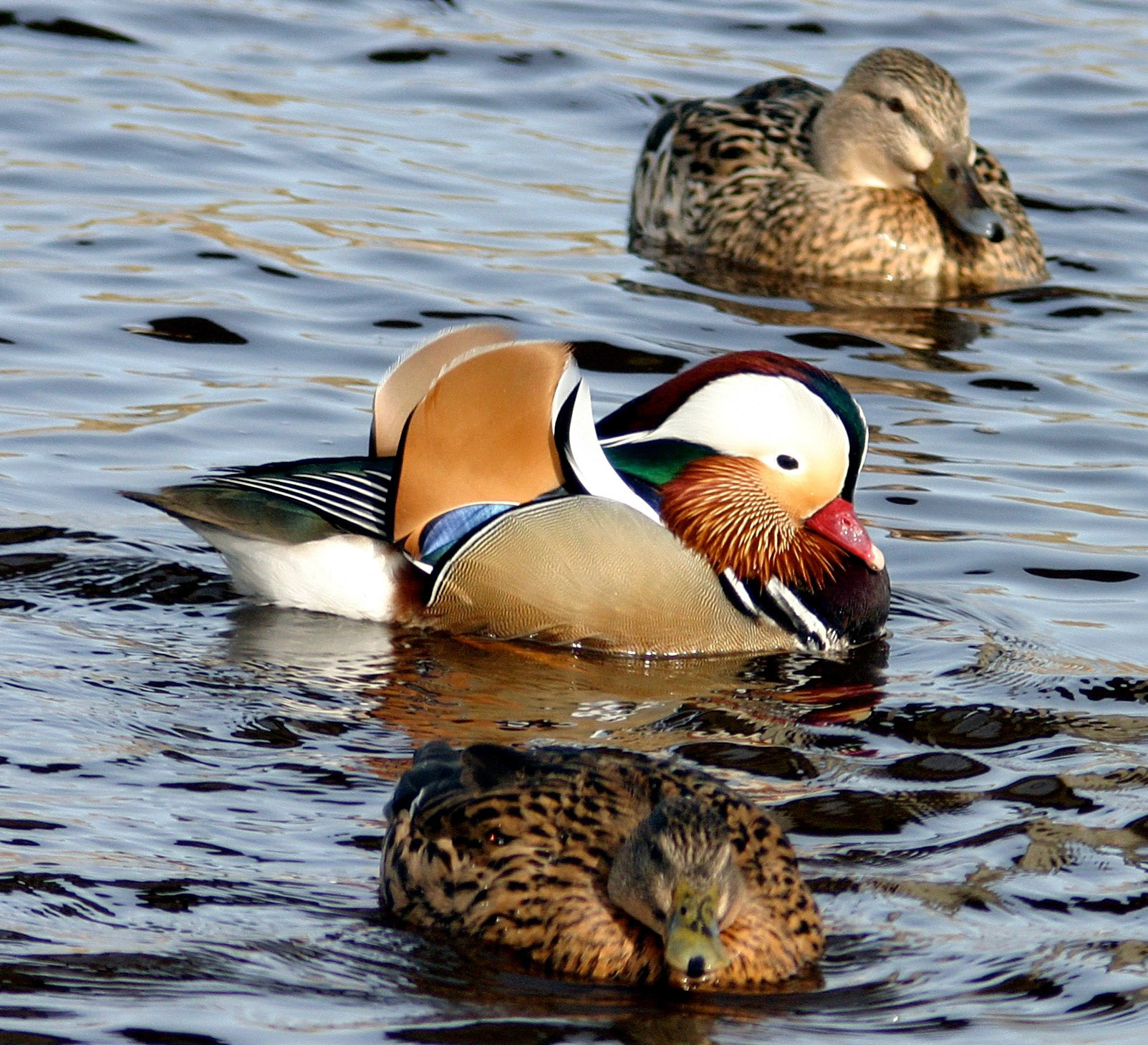 PeterheadPlease see my other Photographs at: http://www.jamespdeans.co.uk/