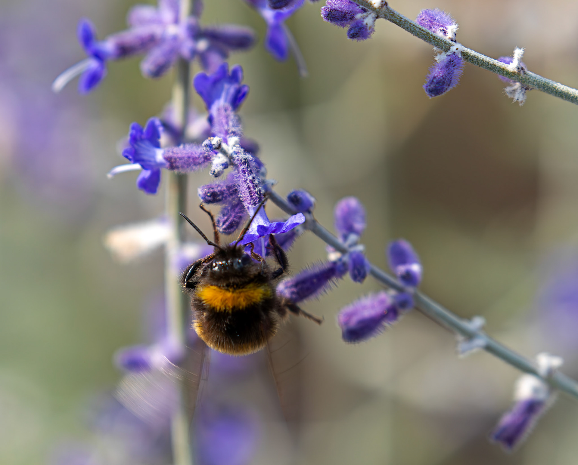 Buff-tailed Bumblebee (Bombus terrestris) Slough 05 August 2025