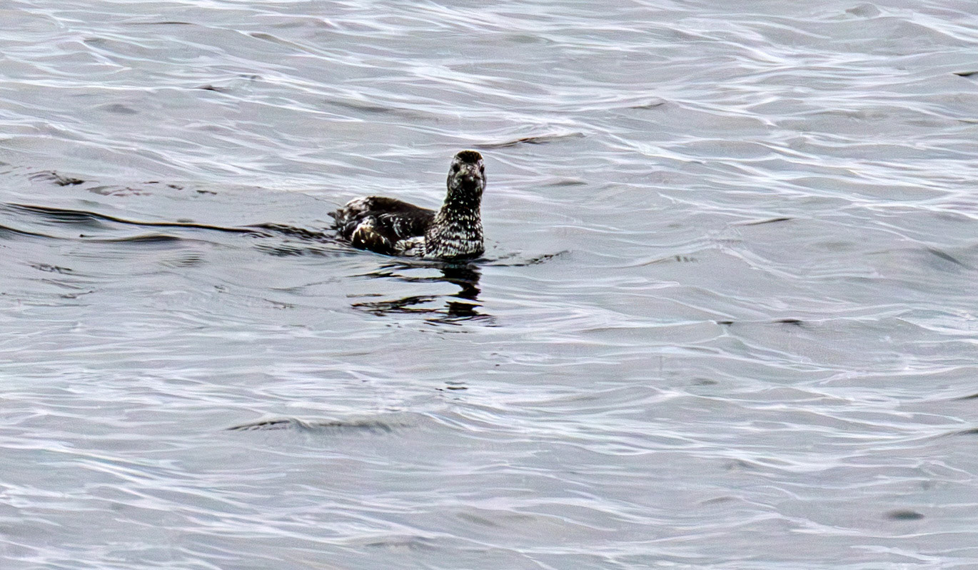Black Guillemot - John O'Groats 03 May 2026