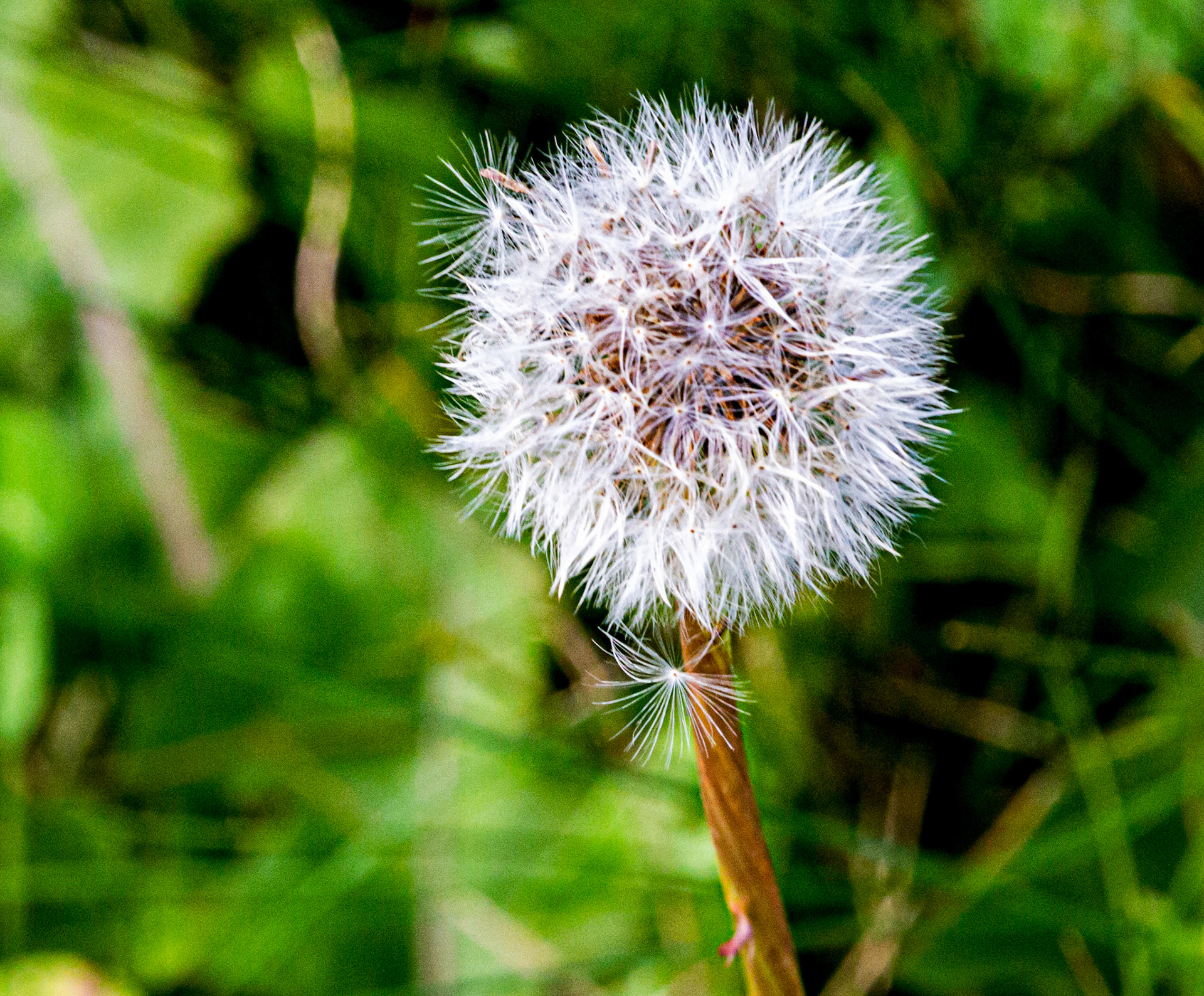 I spent an amazing few hours at Scottish Lavender Oils. They are so dedicated to nature and not to profit!