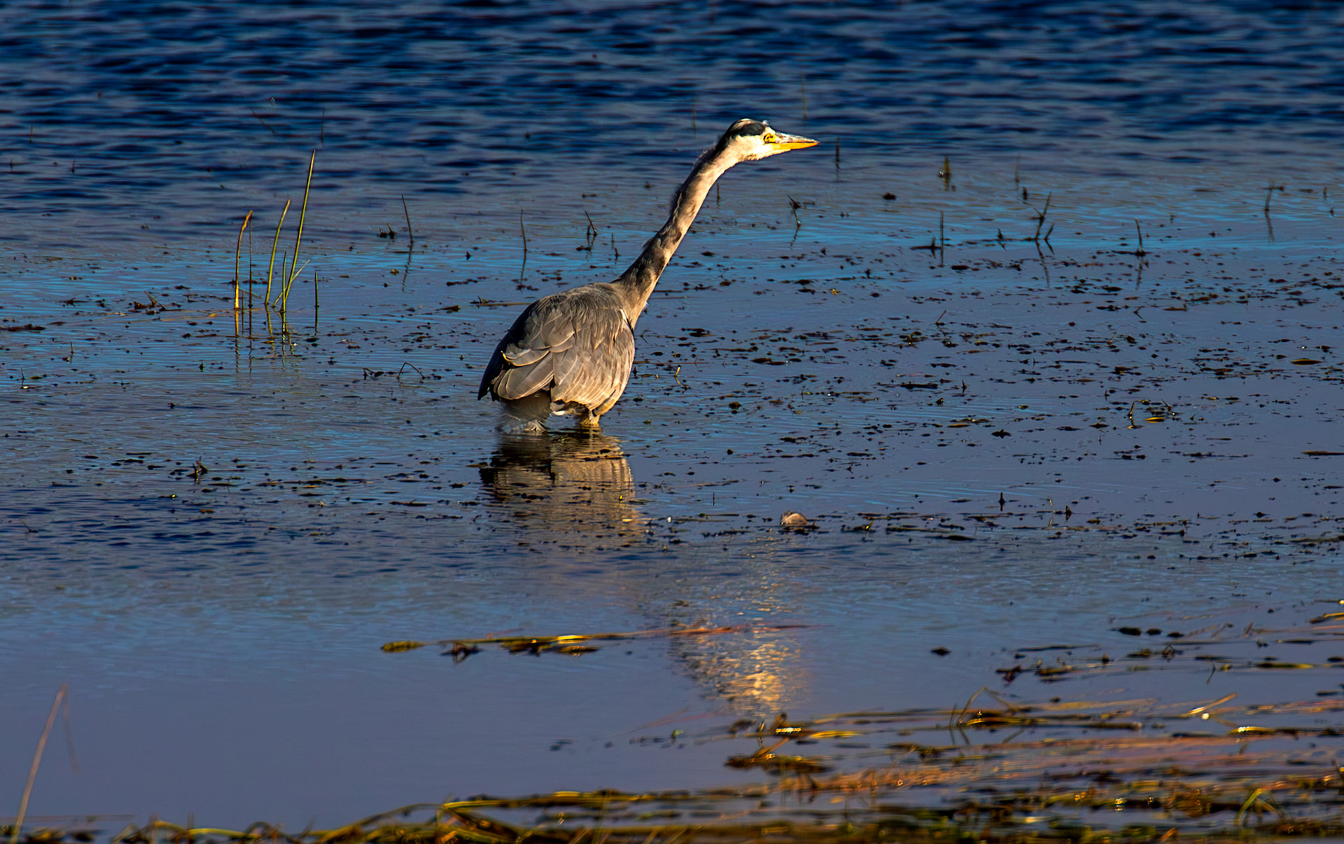 Grey Heron - Harperrig Reservoir 17 September 2024