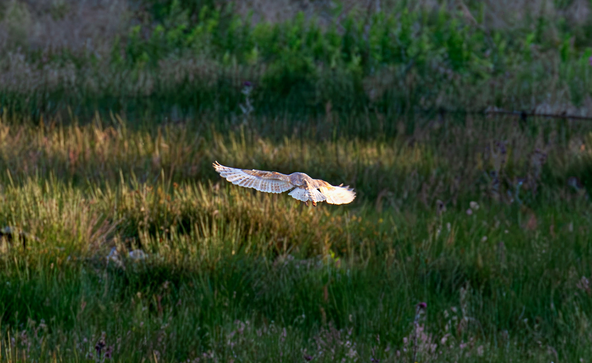 Barn Owl at Harperrig 02 July 2026