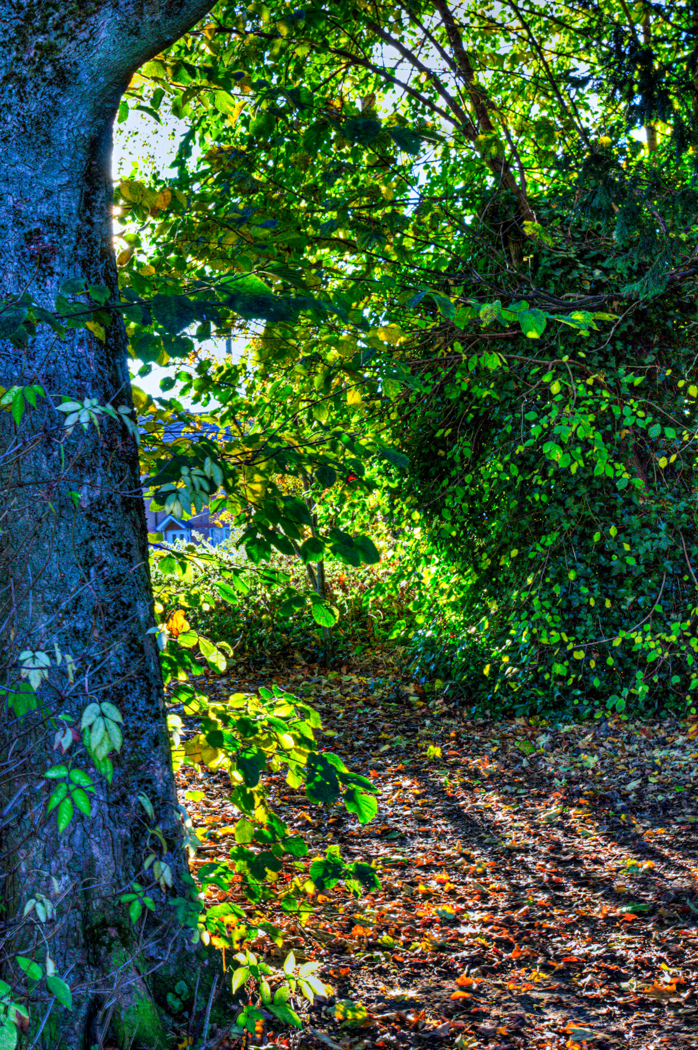 Almondell at East Calder 27 October 2025