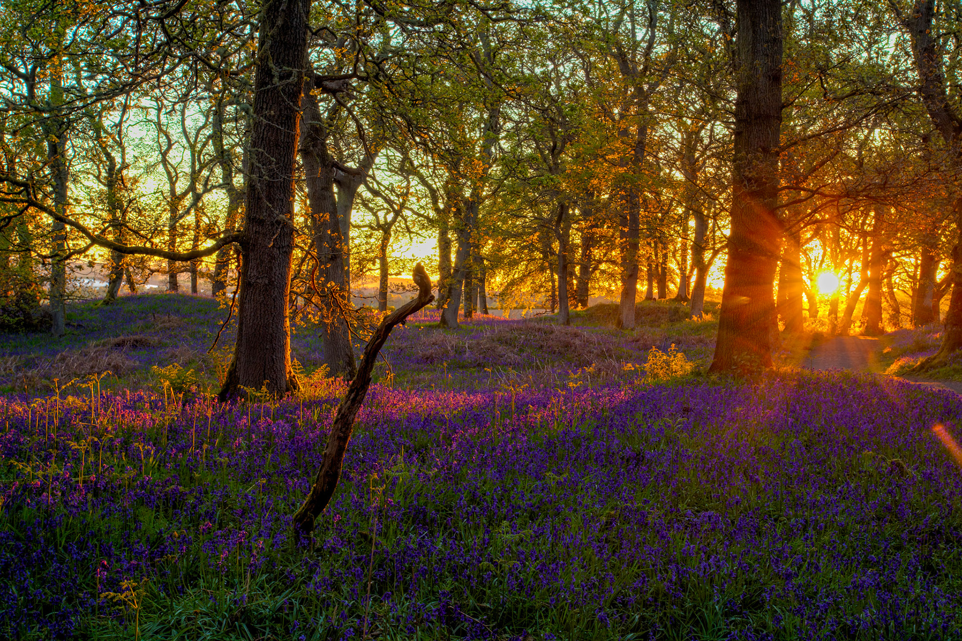 Kinclaven Bluebell Woods 16 May 2026