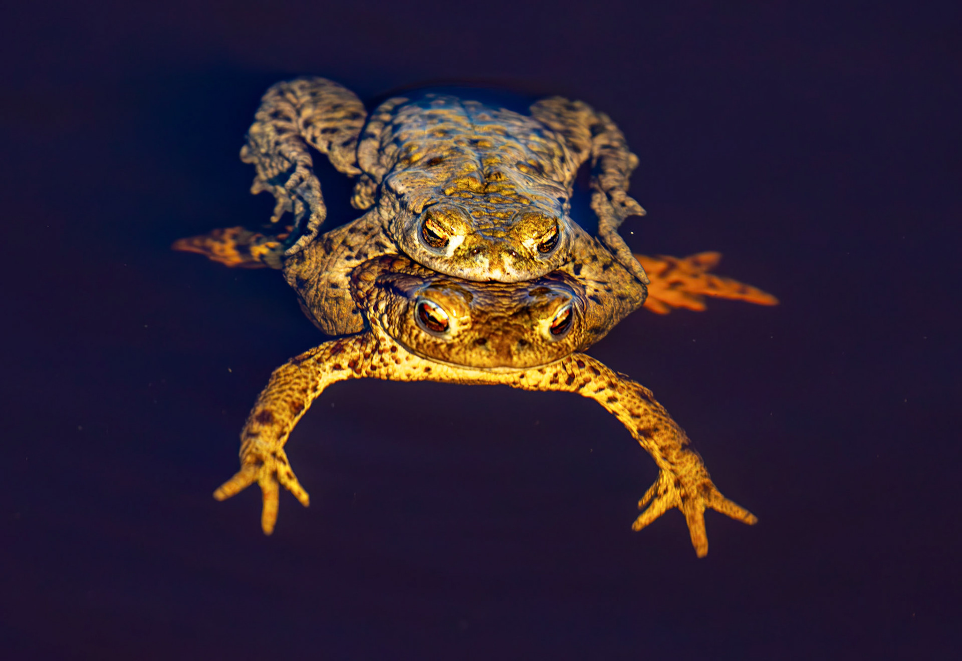 Common Toads mating at Black Devon Wetlands 20 March 2026