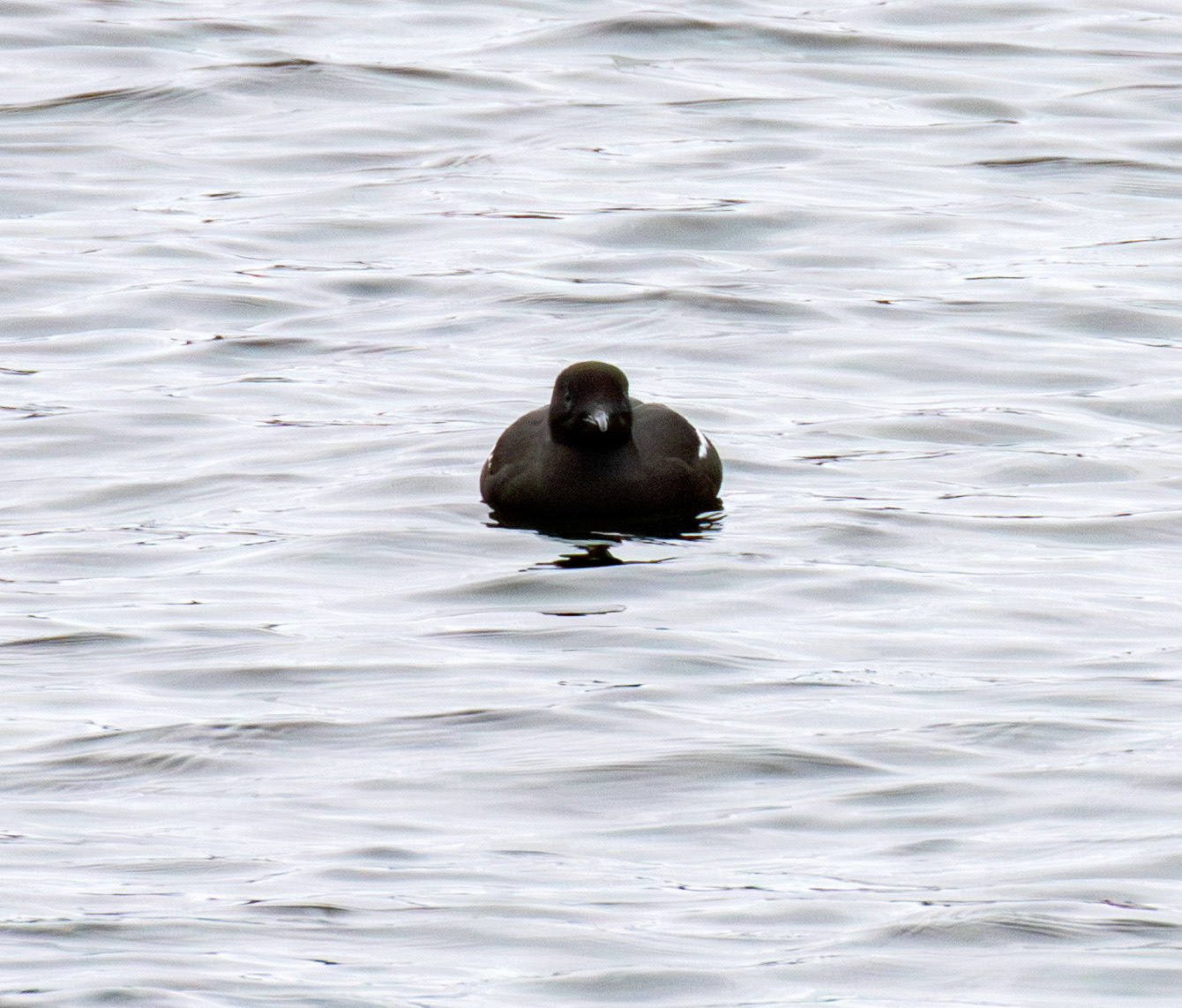 Black Guillemot - Wick 02 May 2026