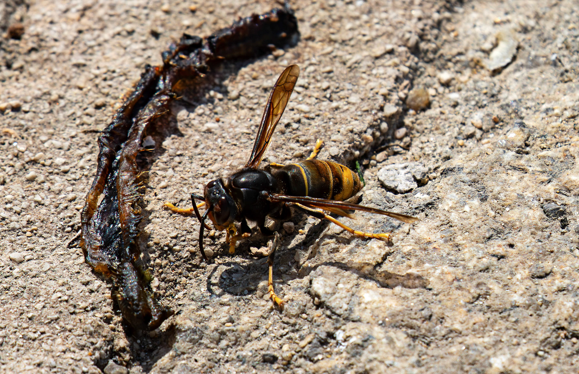 Asian hornet (Vespa velutina)