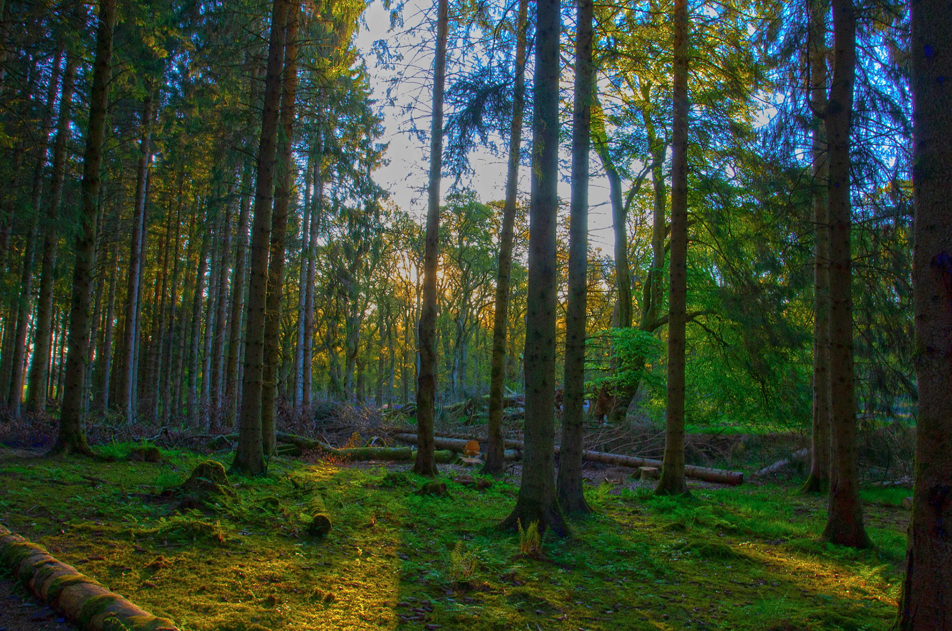 Kinclaven Bluebell Woods 16 May 2026