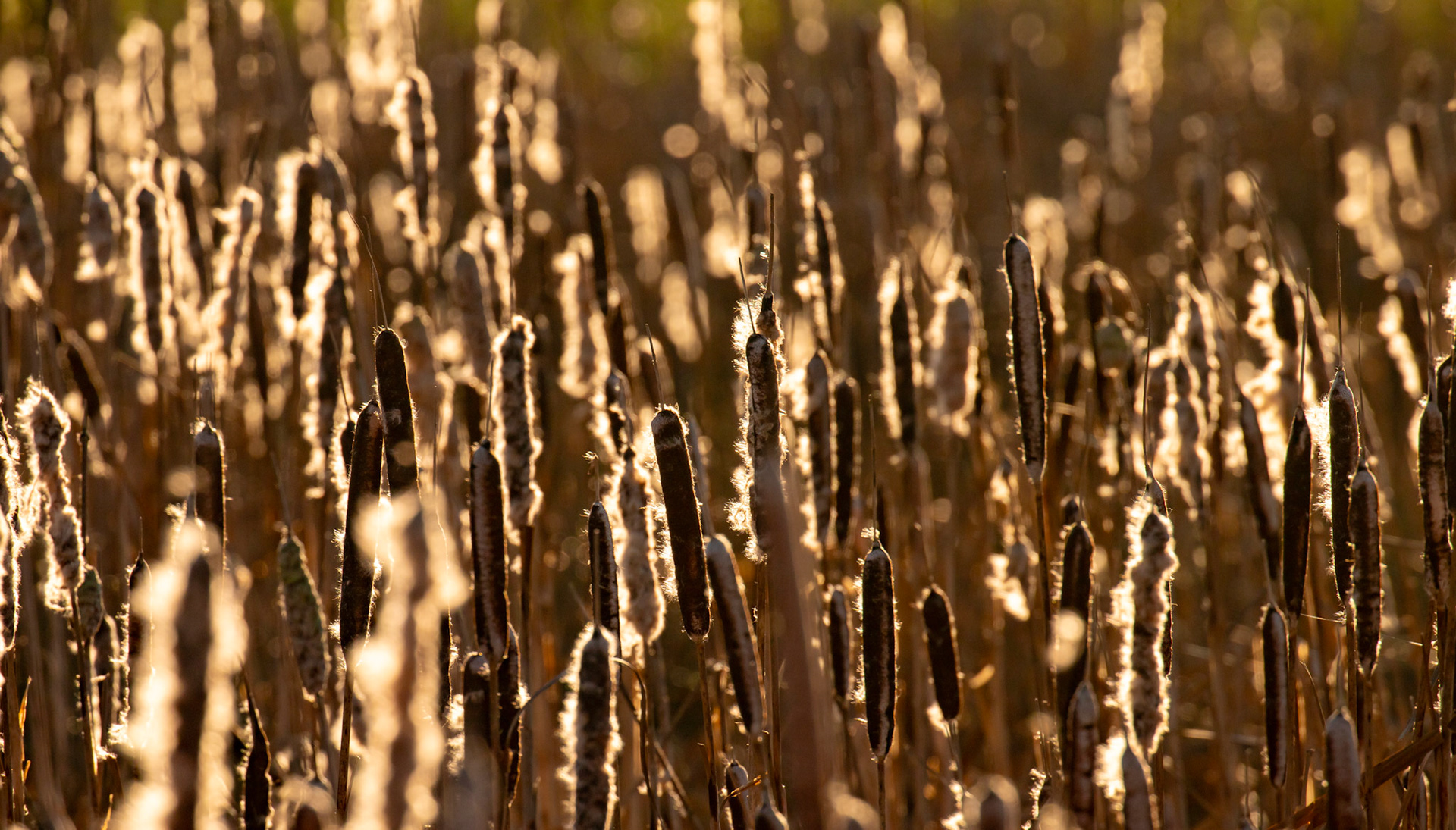 Reeds at Letham Pools 08 January 2025