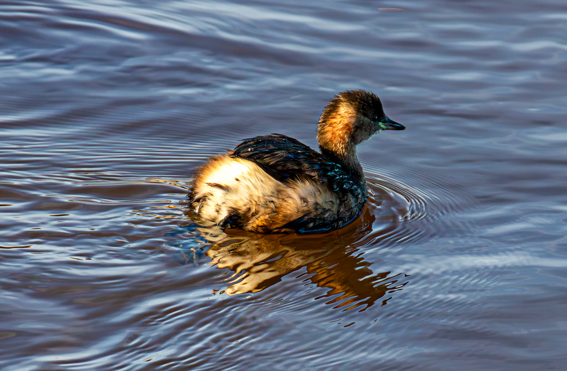 Little Grebe, River Esk Musselburgh 18 November 2024