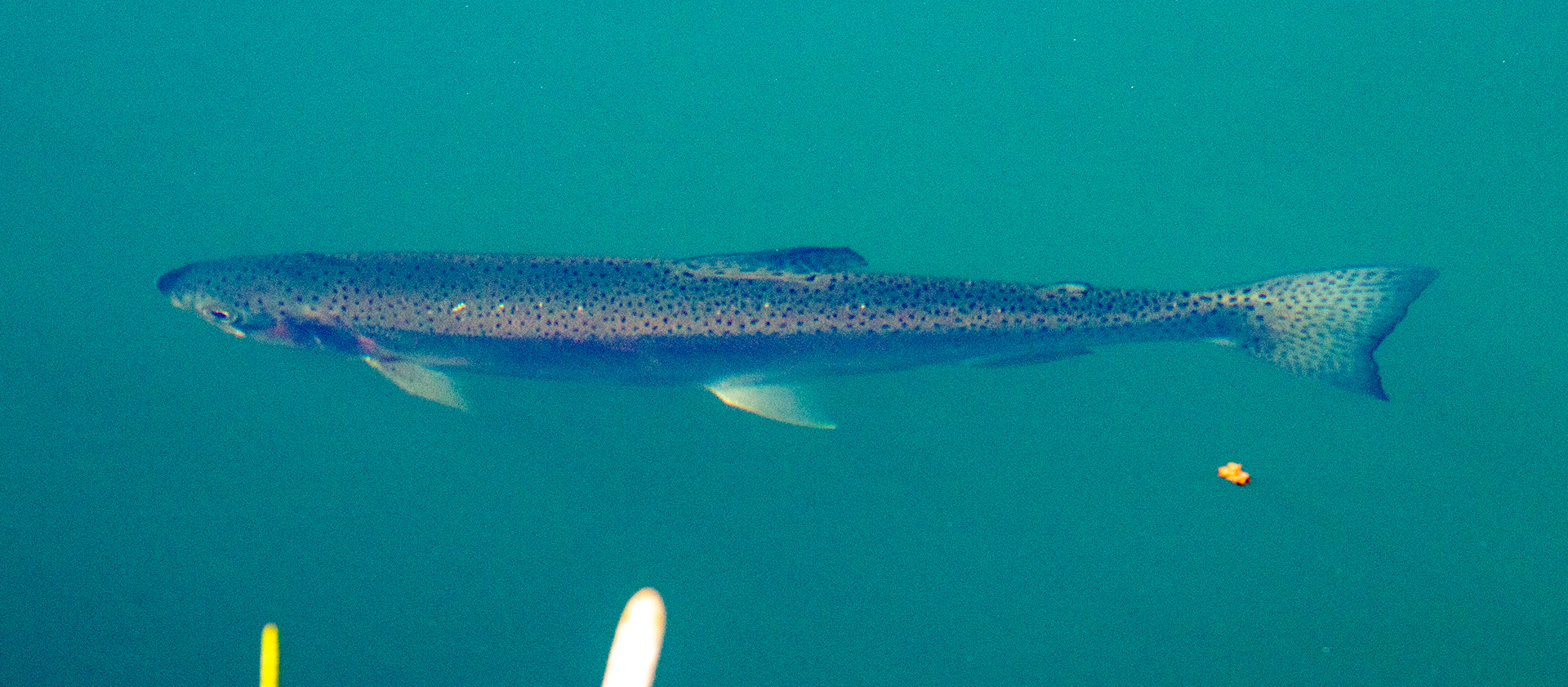 Kinross Fishery 11 May 2024